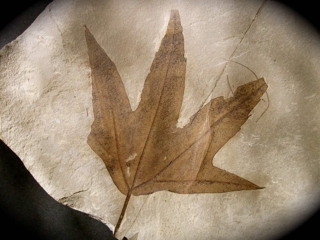 Pseudosalix handleyi Plant Leaf Fossil Green River Formation Utah