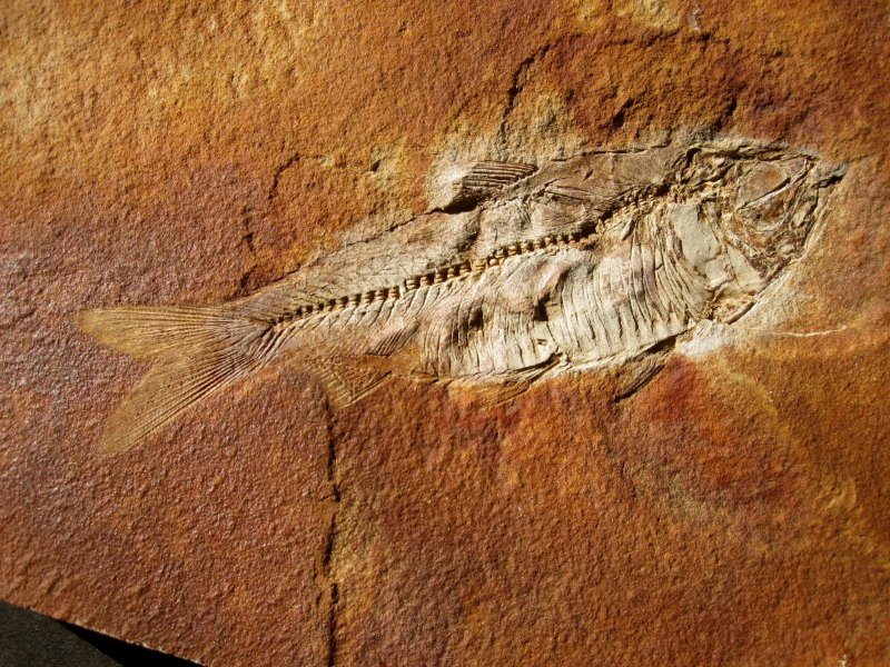 Knightia alta Fish Fossil from Green River Formation Wyoming