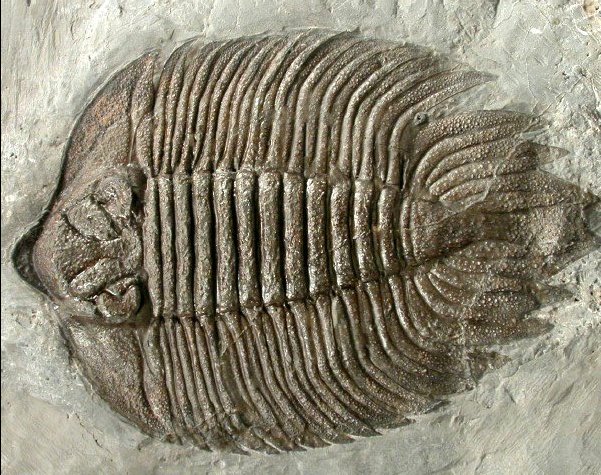 Arctinurus boltoni American Trilobite