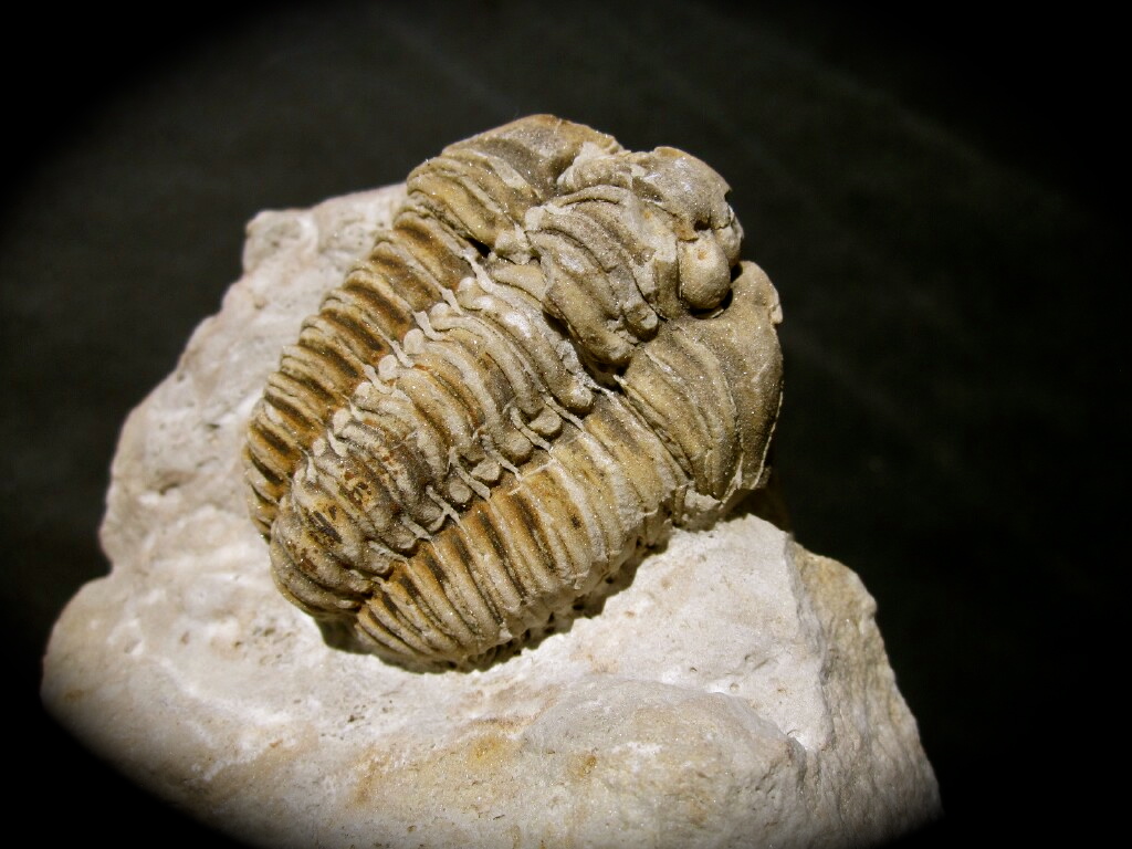 Calymene celebra Silurian American Trilobite