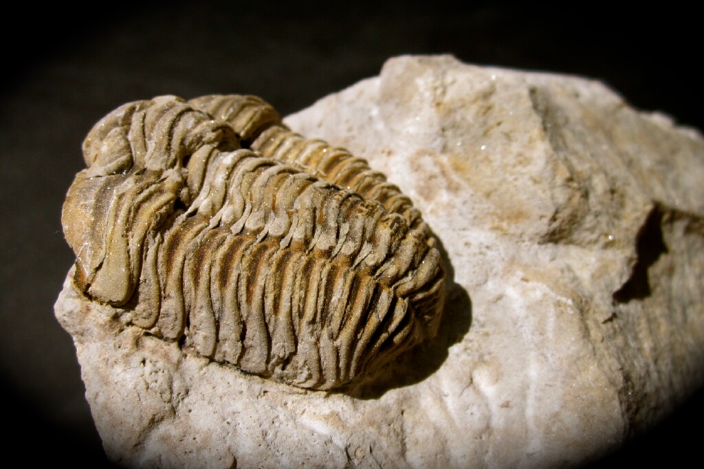 Calymene celebra American Trilobite