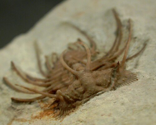 Ceratonurus Trilobite Fossils from Oklahoma