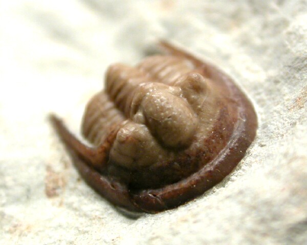 Cordania falcata Oklahoma Trilobite Fossil