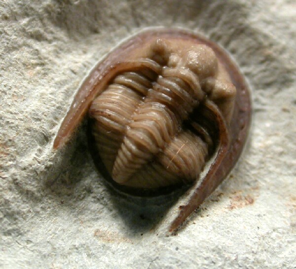Cordania falcata American Trilobite