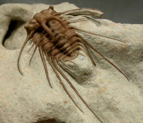 Dicranurus hamatus elegantus