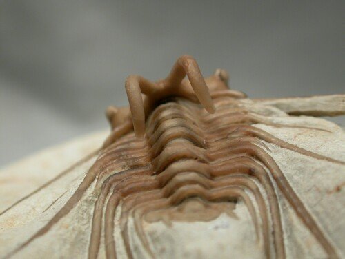 Dicranurus hamatus elegantus  American Oklahoma Trilobite