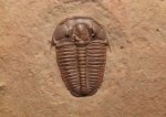 Elrathia kingii