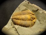 Flexicalymene granulosa American Trilobite