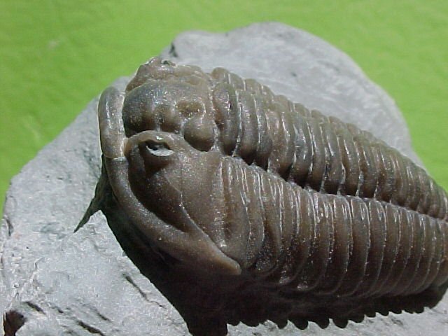 Flexicalymene meeki American Trilobite