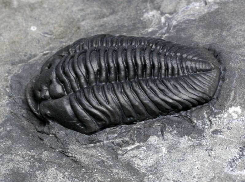 Flexicalymene senaria American Trilobite