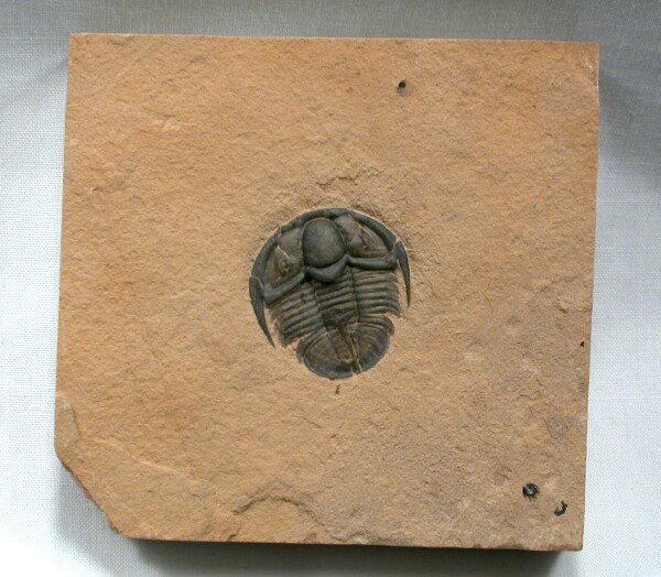 Genevievella US Trilobites