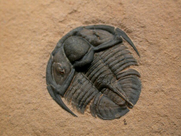 Genevievella granulatus US Trilobite