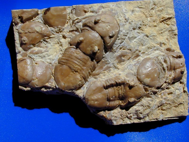 Homotelus bromidensis Oklahoma Trilobites