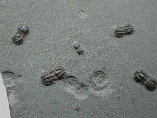 Itagnostus interstrictus American Trilobites