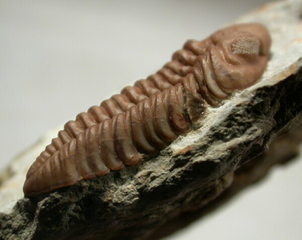 Kainops raymondi Oklahoma Trilobite Fossil