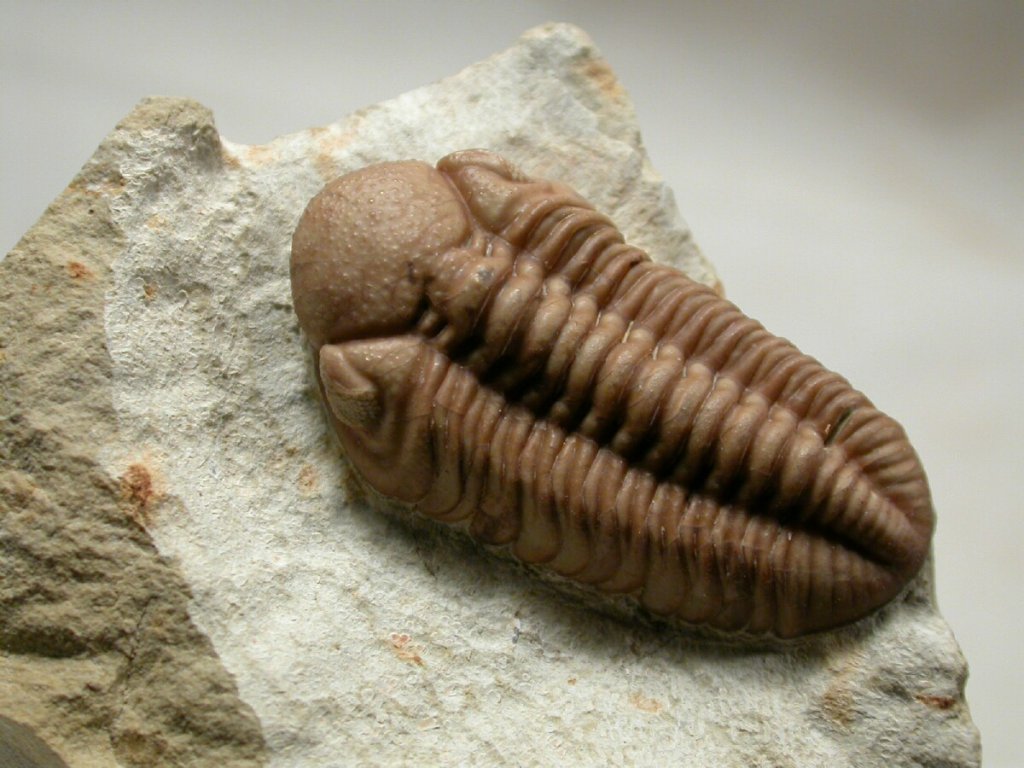 Kainops raymondi Oklahoma American Trilobite