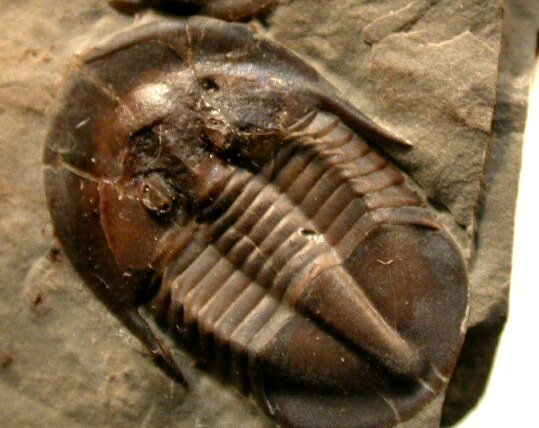 Lachnostoma latucelsum American Trilobites from Nevada