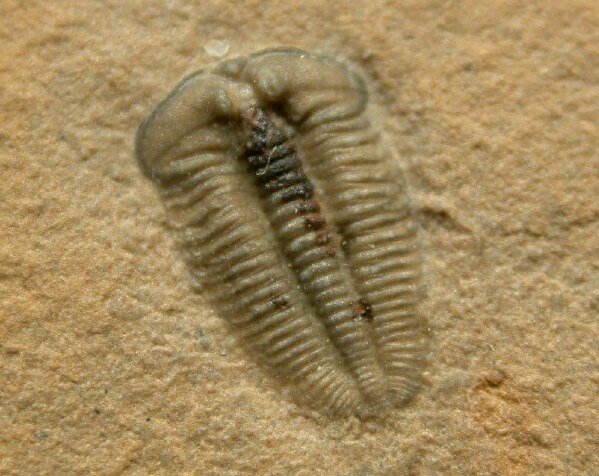 Menomonia semele American Trilobite