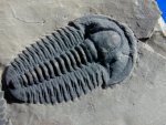 Modocia brevispina American Trilobite