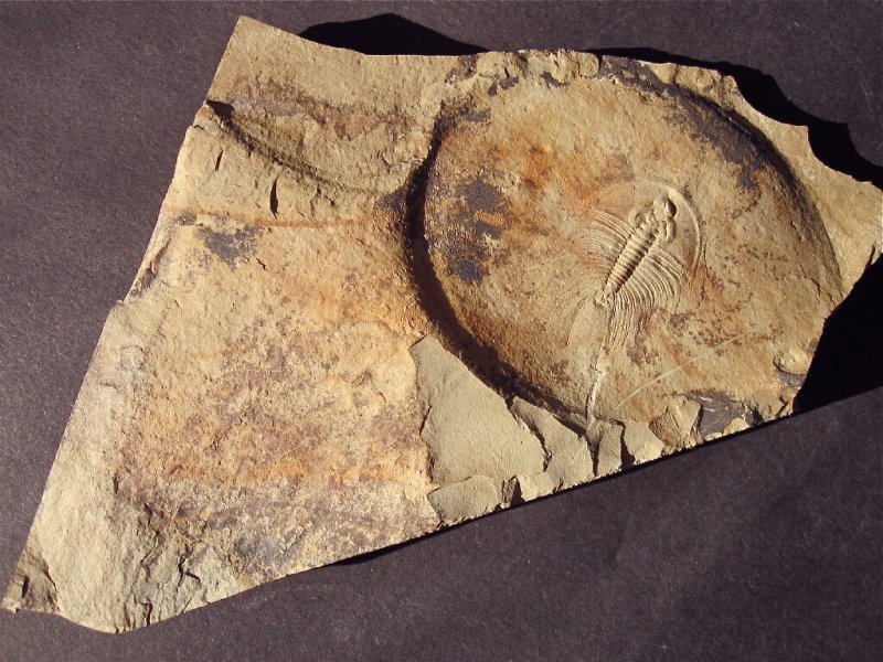 Olenellus  fowleri American Trilobite Pioche Formation Navada