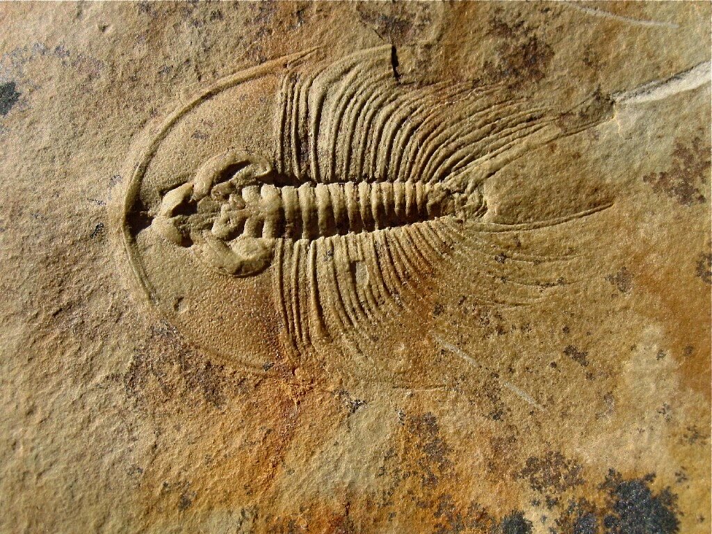 Olenellus fowleri American Trilobite