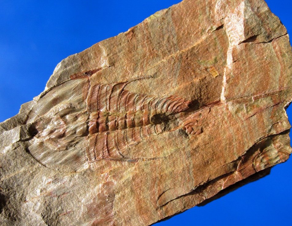 Olenellus terminatus American Trilobite