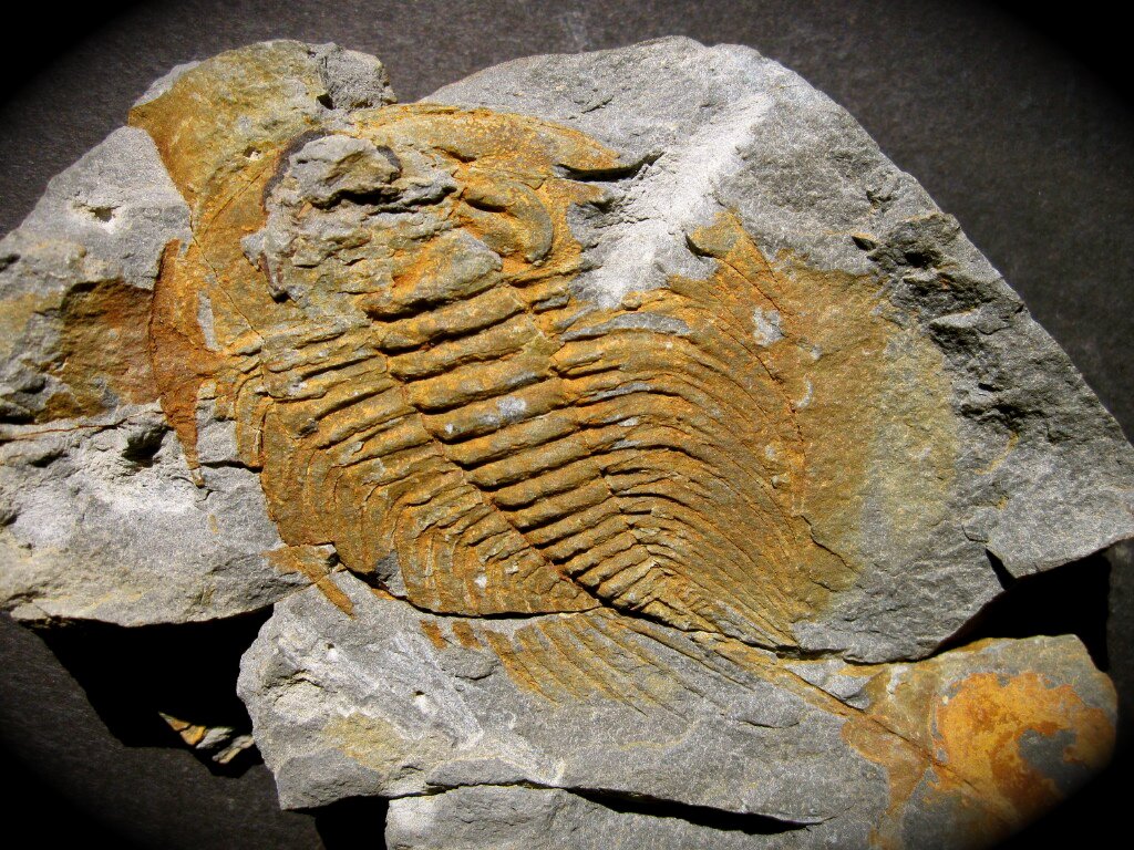 Olenellus thompsoni Kinzer Trilobite